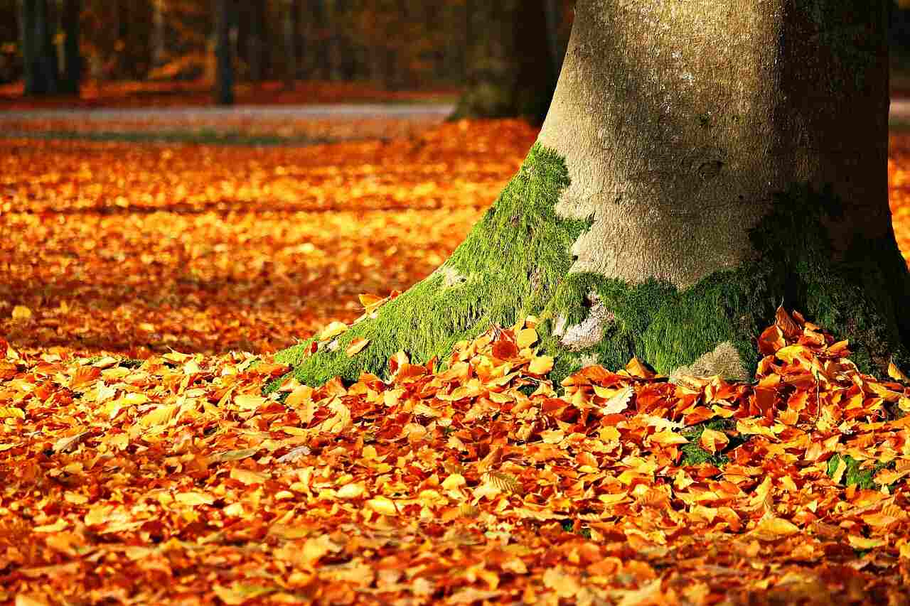 herfst bladeren
