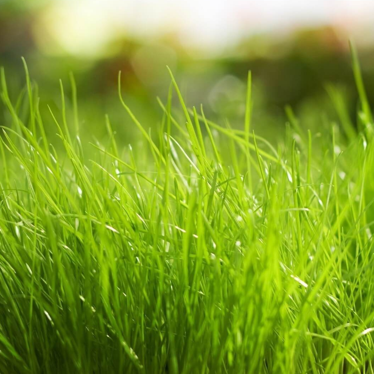 groen waaiend gras