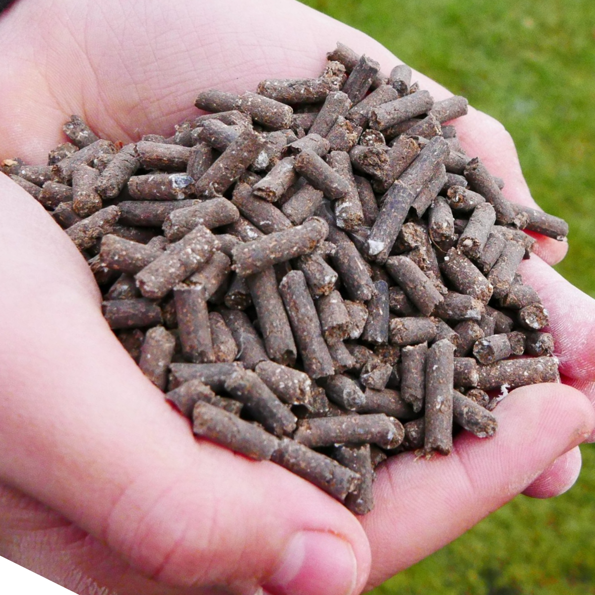 kippenmest korrels in de hand